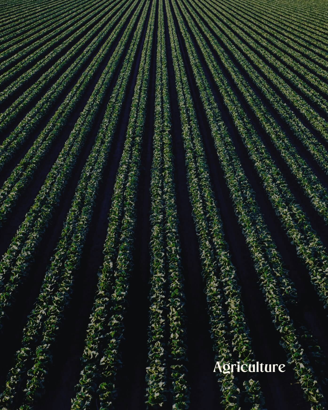 Agriculture.jpg